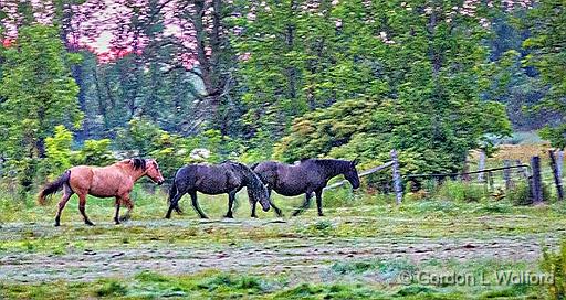 Heading Out To Pasture_P1150818.jpg - Photographed at daybreak near Jasper, Ontario, Canada.